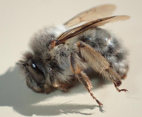 Anthophora plumipes